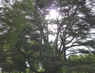 Emilia-Romagna, svolta green: 4,5 milioni di alberi