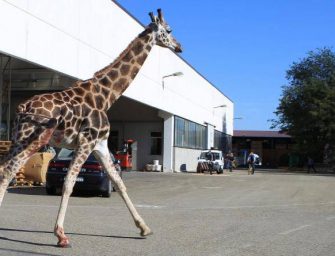 Giraffa morì a Imola, assolto il circo