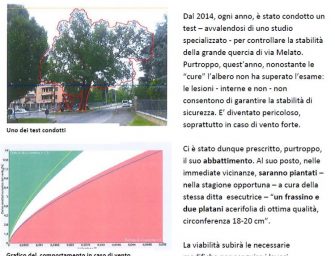 Rubiera, tagliata storica quercia