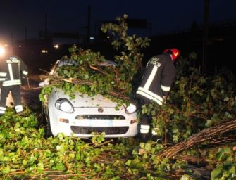 Modena. Forte vento, alberi caduti sulle auto