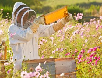 L’Emilia a difesa di apicoltura e ‘api italiane’