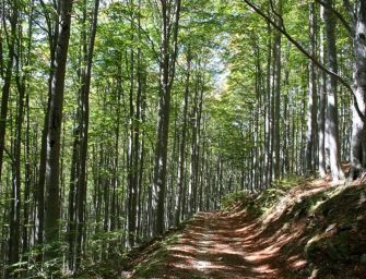L’Emilia punta sui suoi boschi e sulle sue foreste