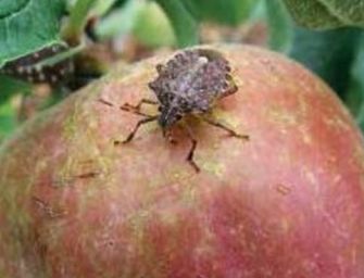 Il caldo moltiplica le cimici, in Emilia il 40% dei danni sulla frutta