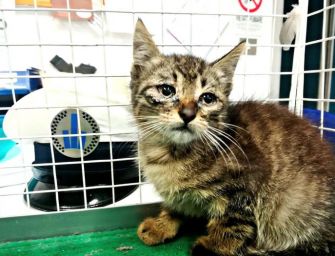 Gatto incastrato nel cofano motore di un’auto, salvato dalla municipale