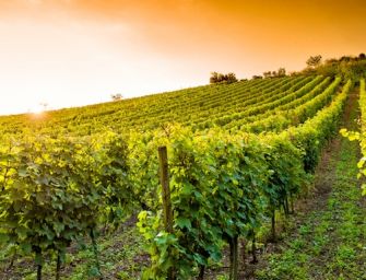 Vendemmia più scarsa in Emilia anche di 15%