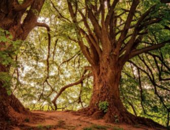 Il 21 novembre è la Festa dell’Albero