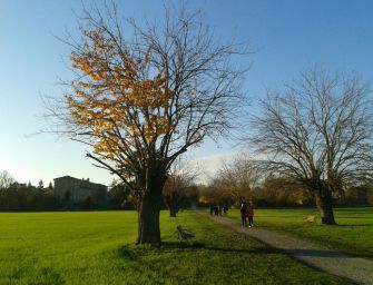 Il raro bialbero della Reggia di Rivalta