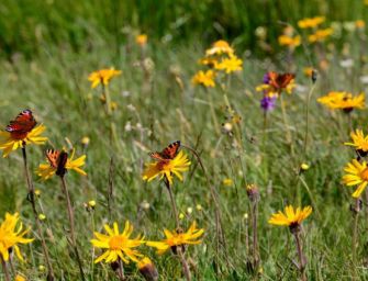 Biodiversità, 10 milioni dalla Regione