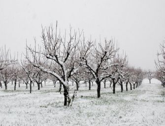 Gelate di Burian, la Regione al fianco degli agricoltori
