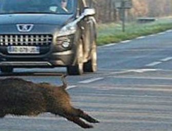 In Emilia quasi 1000 incidenti l’anno provocati da animali