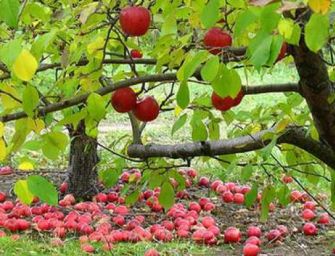 Frutteti, 2,7mln contro la cimice asiatica