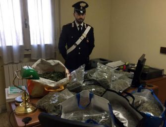Novellara, i Carabinieri sequestrano “fabbrica” di marijuana da cento piante
