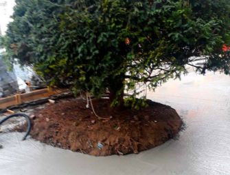 Reggio. I tassi di piazza del Cristo imprigionati nel cemento. Post per ‘sindaco e assessore al verde’