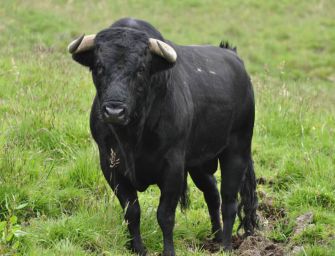 Reggiolo. Incornato da un toro, ferito in modo grave