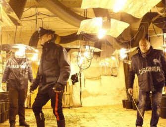 Novellara, coltivava piantagione marijuana: arrestato un contadino cinese