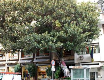 A Reggio suggerisco un Ficus macrophylla per Falcone e Borsellino
