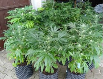 Fornovo di Taro, commerciante agricolo e contadino della marijuana