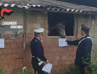 Cavriago: stranieri sfruttati e cavalli maltrattati, 11 denunce