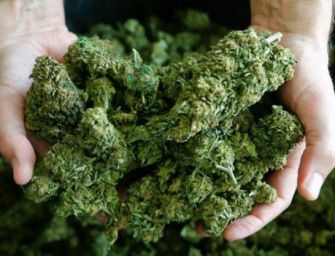 Cannabis, il Riesame: no al sequestro se il Thc non supera lo 0,5%