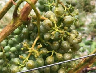 Vigneti-frutteti crivellati dalla grandine