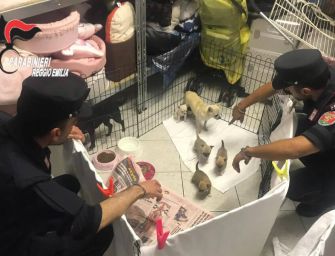 Correggio. Traffico illecito di chihuahua: 2 donne denunciate, 56 cuccioli sequestrati