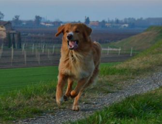 L’amicizia con i cani nel concorso “Scatti bestiali”