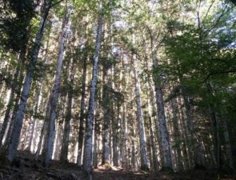 La Regione investe 5,5 milioni per i boschi emiliani