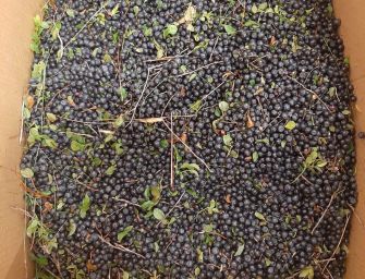 Pievepelago. Sequestrati 20 chili di mirtilli raccolti senza permesso, multa da 500 euro