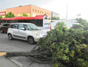 Reggio. Raffiche di vento sradicano piante in città
