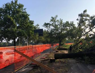 Reggio, tagliati alberi nel cantiere Conad