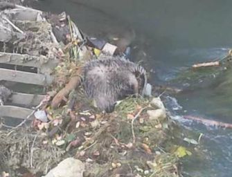 Tasso messo in salvo da vigili del fuoco