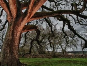 Petrini: 60 milioni di alberi, 1 per italiano