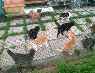 Canile e gattile di Reggio, il Comune su Iva e affidamento della gestione