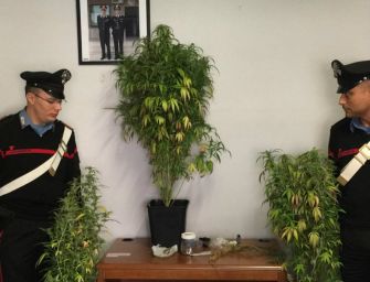 Brescello. Coltivava marijuana nel giardino di casa