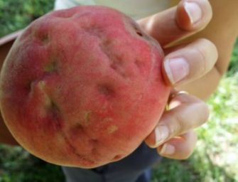 Cimice asiatica, aiuti a imprese emiliane