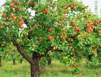 In campagna sparita una pianta su 4