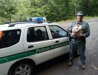 Fanano. La polizia provinciale sequestra 3 kg di funghi