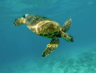 Nasce centro di cura per le tartarughe