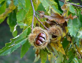 A chi percuote castagni multa da 500 euro