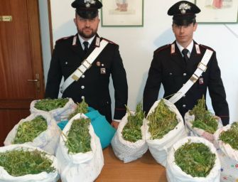 Quattro Castella. Nei cuscini nascondeva 14 kg di marijuana: arrestata