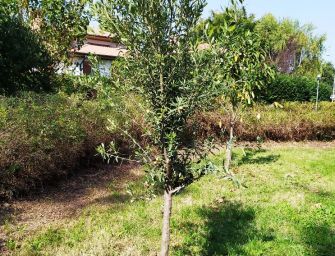 Reggio. Un nuovo olivo al parco Langer