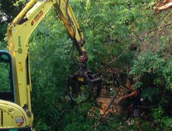 Reggio. Verde pubblico, ‘prevista la rimozione di 2 alberi instabili’