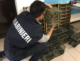 Blitz alla Fiera ornitologica di Reggio, sequestrati 235 uccelli