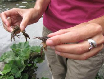 Progetto per ripopolare fiumi di gamberi