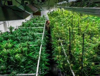 Cannabis, ‘coltivazione in casa non è reato’