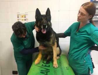 Samir, cane poliziotto ferito nel blitz alle Reggiane, sta bene. Tra un mese in servizio