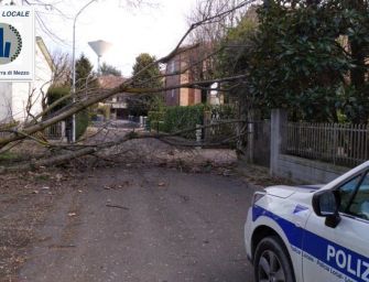 Vento in Emilia: alberi caduti e rami spezzati