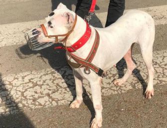 Vicenda cani mordaci. Il veterinario: il sindaco l’ho denunciato prima io