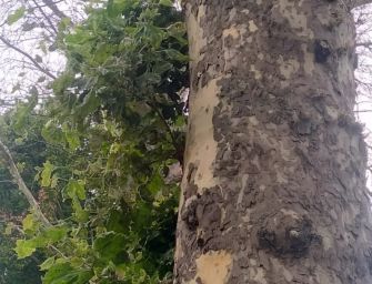 Reggio. Comune: in via Gonzaga abbattimenti di 2 platani malati