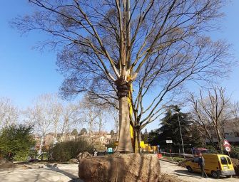Reggio. Che il trapianto del bagolaro di via Gorizia sia di buon auspicio